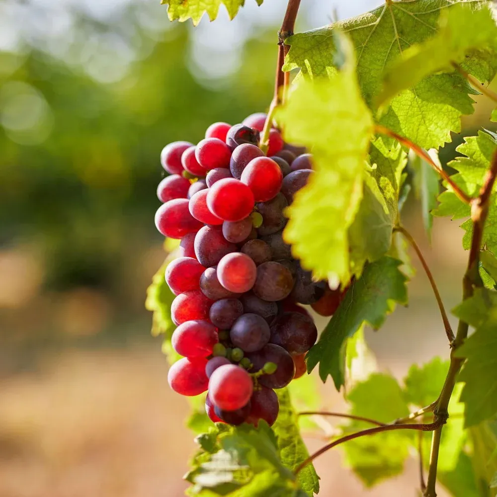 VINUT beverage and serving inspiration