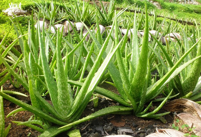 Vinut_aloevera