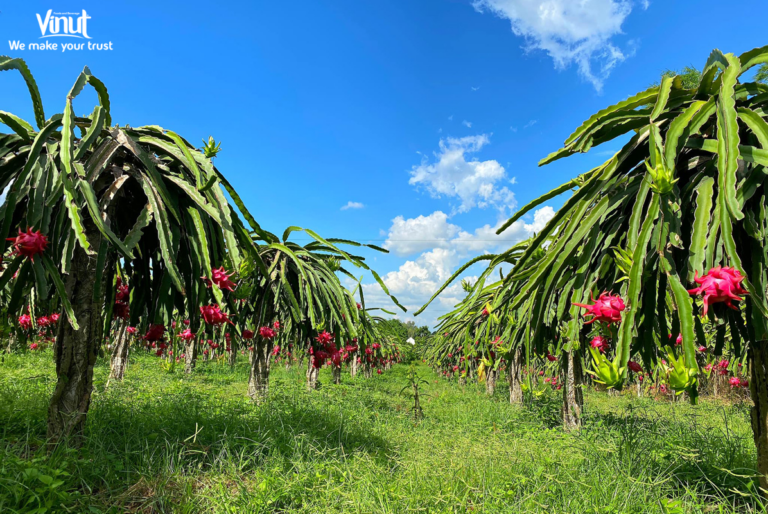 vinut-dragonfruit