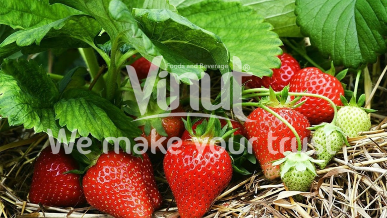vinut-strawberry