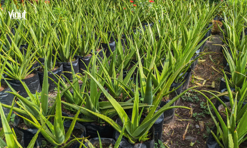 Vinut_aloe vera garden