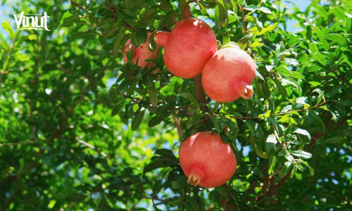 Vinut_Pomegranate garden