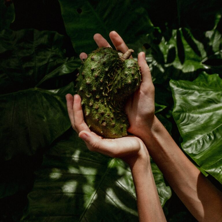 soursop soursop gift