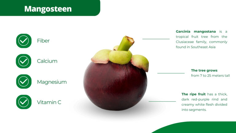 mangosteen vietnam tropical fruits vietnamese tropical fruit