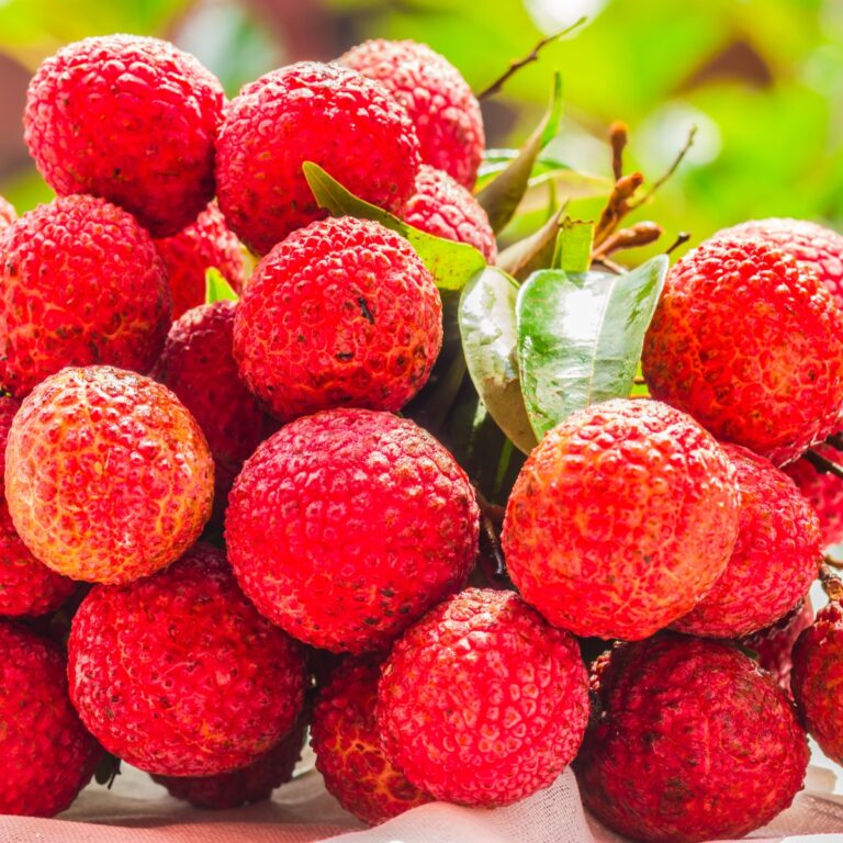 lychee lychee juice Lychee juice benefits health benefits of lychee juice lychee nutrition facts